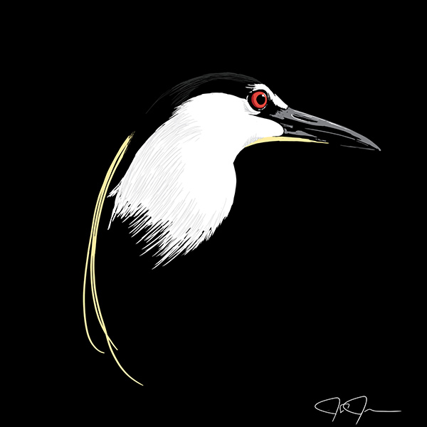 Canada Jay