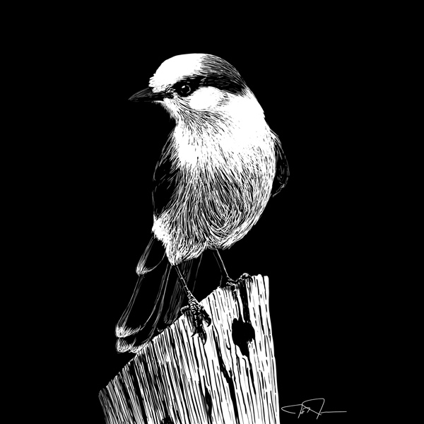 Canada Jay