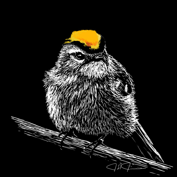Golden-Crowned Kinglet