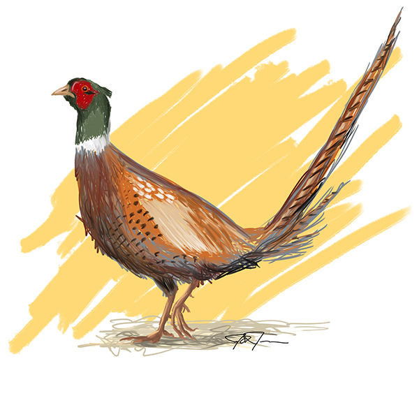 Ring-Necked Pheasant