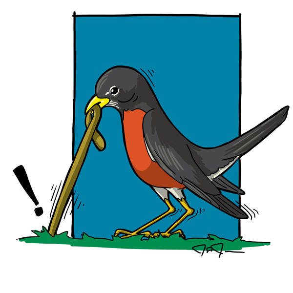 American Robin Cartoon